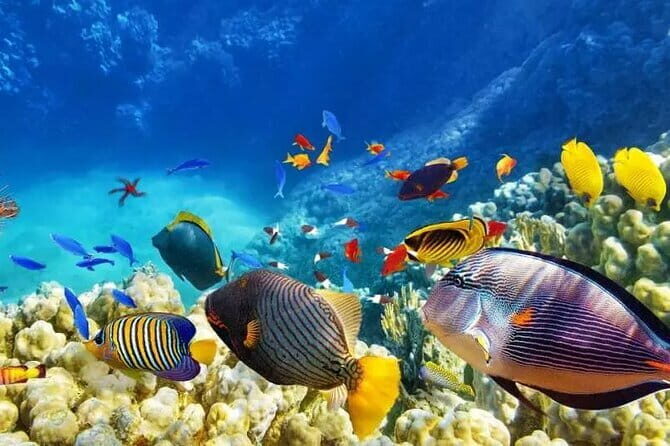 Private Island Hopping in Nasuluan, Hiltotongan and Caohngan - Good To Know