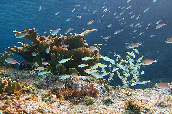 Private Island Kayak and Snorkel Tour in Vieques - An In-Depth Look at the Tour Experience