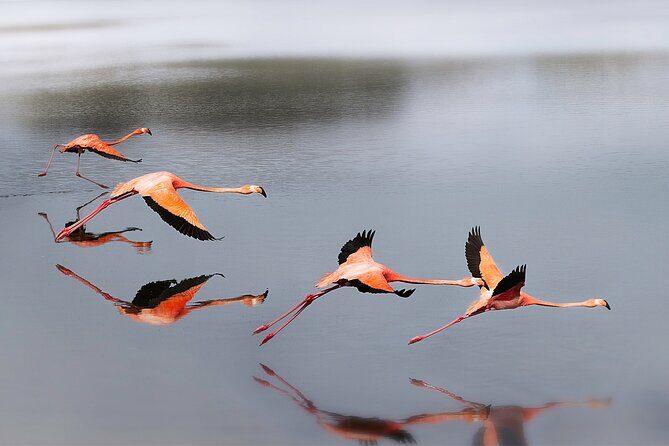 Private Island Tour with Photo Shoot Options Northern Tour - A Deep Dive into the Bonaire Northern Tour