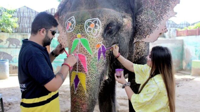 Private Jaipur 1 Day Tour/Amir Fort Elephant Rides Activity - Highlights