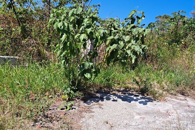 Private Jamrock Herbal Trek at Discovery Bay Jamaica - FAQ