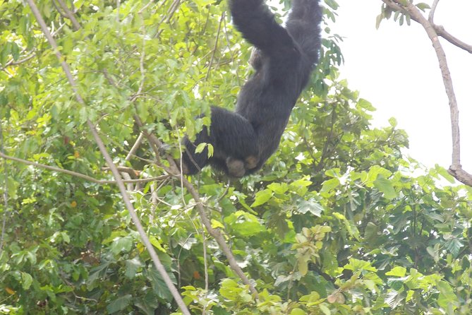 Private Janjangbureh Overnight Tour - What To Expect