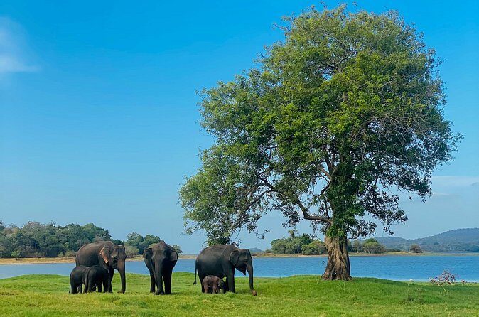 Private Jeep Safari at Minneriya and Kaudulla National Parks - Authentic Encounters and Unforgettable Moments