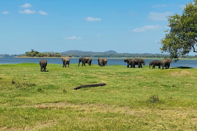 Private Jeep Safari at Minneriya and Kaudulla National Parks - The Sum Up: Is This Safari Right for You?