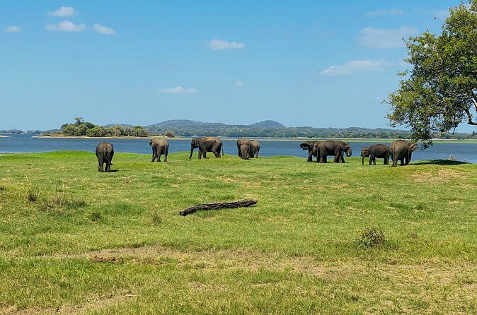 Private Jeep Safari at Minneriya and Kaudulla National Parks - FAQs