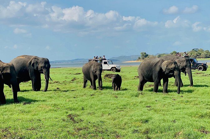 Private Jeep Safari at Minneriya and Kaudulla National Parks - FAQ