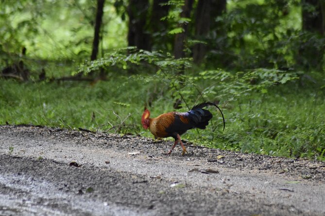 Private Jeep Safari at Minneriya National Park - Good To Know