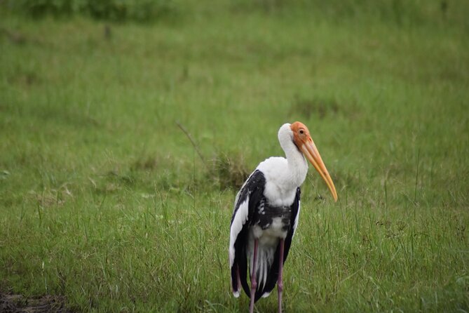 Private Jeep Safari at Minneriya National Park - Experience Highlights