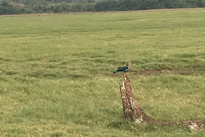 Private Jeep Safari at Minneriya National Park - Why a Jeep Safari at Minneriya is Worth Considering