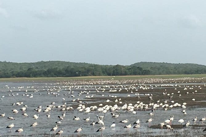 Private Jeep Safari at Minneriya National Park - The Guide and Personal Touch