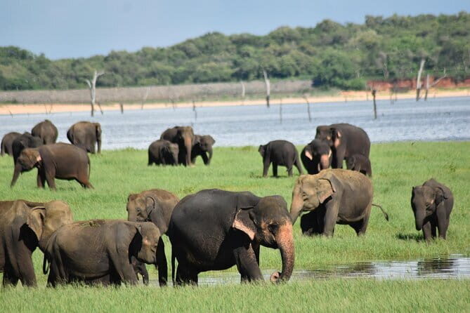 Private Jeep Safari at Minneriya National Park - The Cost & Value for Money