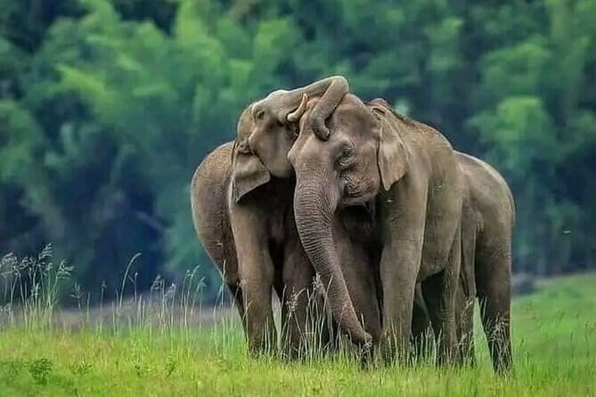 Private Jeep Safari at Minneriya National Park - Practical Tips for Making the Most of Your Safari