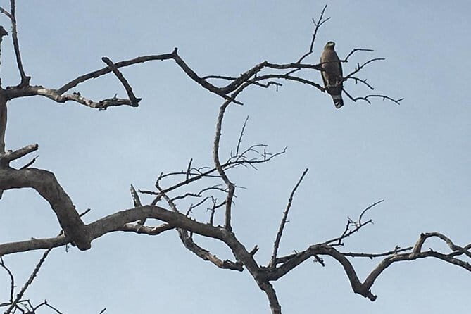 Private Jeep Safari at Minneriya National Park - The Sum Up