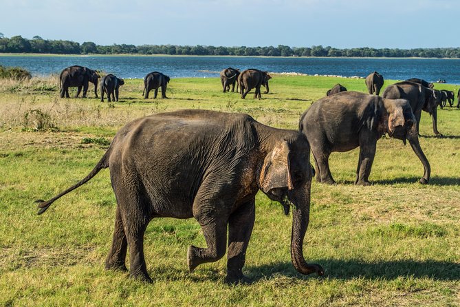 Private Jeep Safari at Minneriya National Park - Traveler Photos