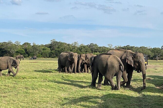 Private Jeep Safari at Minneriya National Parks - Authentic Experiences & Tips from Reviewers