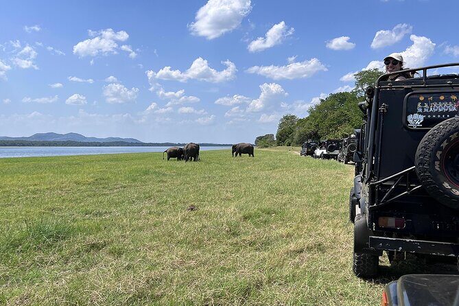 Private Jeep Safari at Minneriya National Parks - The Sum Up