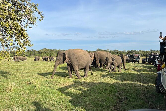 Private Jeep Safari at Minneriya National Parks - Analyzing the Experience: What You Can Expect
