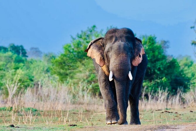 Private Jeep Safari to One of a Best National Park - Booking Details