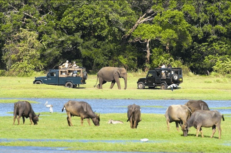 Private Jeep Safari to One of the Best National Parks - Good To Know