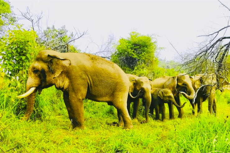 Private Jeep Safari to One of the Best National Parks - National Park Options