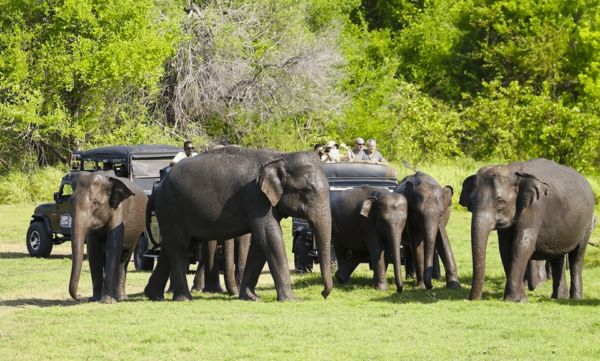 Private Jeep Safari to One of the Best National Parks - Accessibility Features