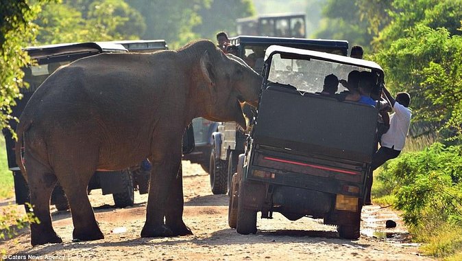 Private Jeep Safari Tour at Wilpattu National Park From Sigiriya or Dambulla - Good To Know