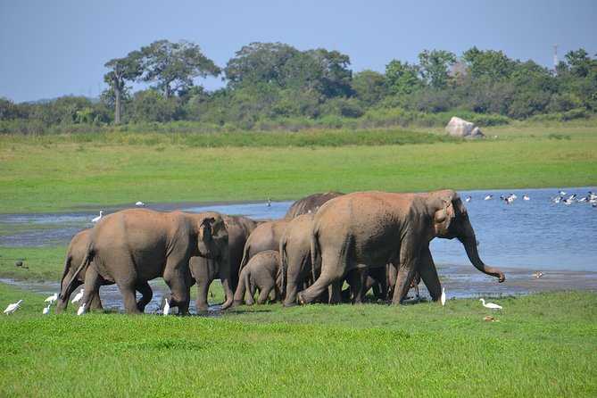 Private Jeep Safari Tour at Wilpattu National Park From Sigiriya or Dambulla - Pickup and Meeting Points