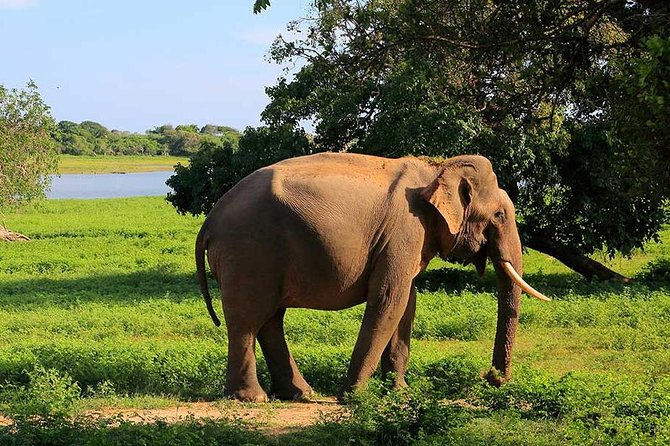 Private Jeep Safari Tour at Wilpattu National Park From Sigiriya or Dambulla - Additional Information