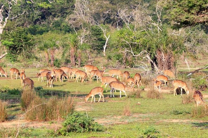Private Jeep Safari Tour at Wilpattu National Park From Sigiriya or Dambulla - Vehicle and Driver Details