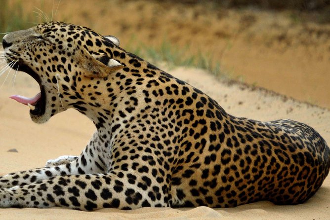 Private Jeep Safari Tour at Wilpattu National Park From Sigiriya or Dambulla - Cancellation Policy and Refunds