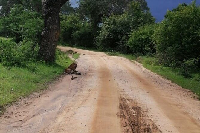 Private Jeep Safaris Tour in Yala National Park - Good To Know