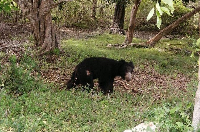 Private Jeep Safaris Tour in Yala National Park - Who Will Love This Safari?