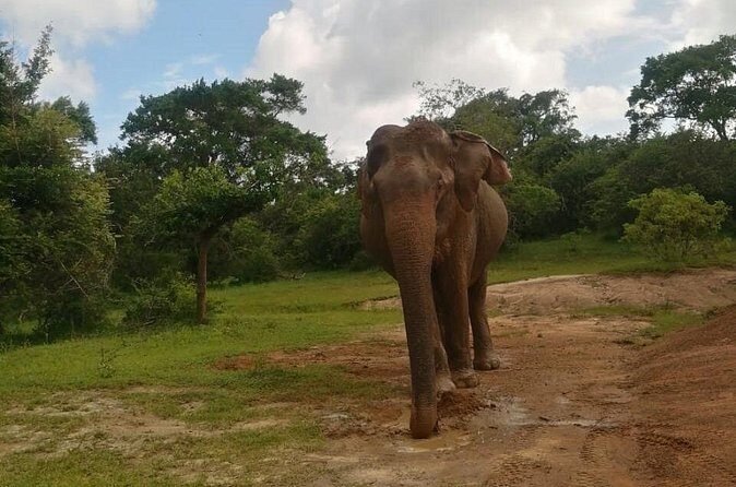 Private Jeep Safaris Tour in Yala National Park - The Authentic Touch: What Reviewers Say