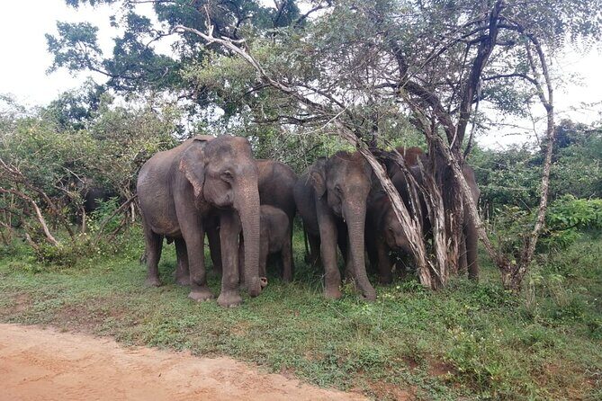 Private Jeep Safaris Tour in Yala National Park - The Sum Up: Is This Safari Right for You?