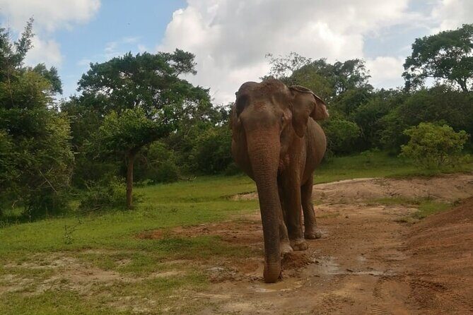 Private Jeep Safaris Tour in Yala National Park - FAQ