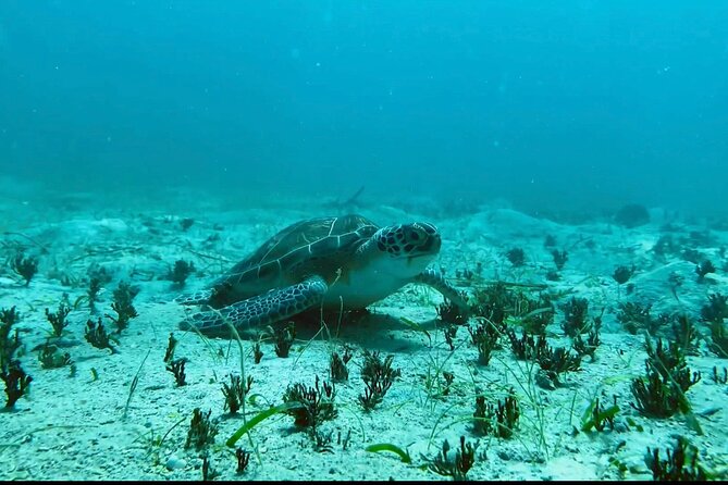Private Jeep Tour and Snorkeling in the Most Beautiful Beaches. - Customer Reviews and Ratings