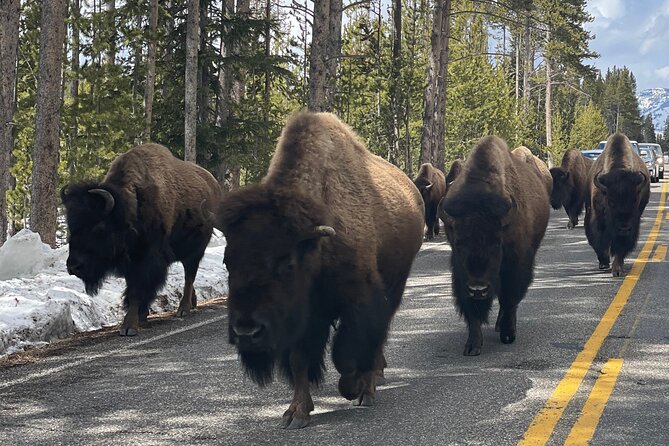 Private Jeep Tour of Yellowstone's Winter Wonderland - Exploring Yellowstones Winter Landscape