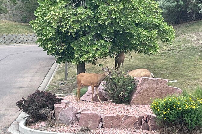 Private Jeep Tour to Red Rocks, Dinosaur Ridge, Lookout Mountain - Authentic Insights from Previous Travelers