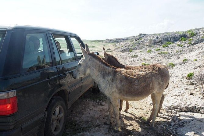 Private Jeep Tours in German-Speaking Areas - Pricing and Guarantee