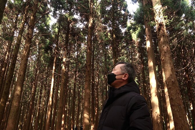 Private Jeju Island Eco Land and Film Location Forest - Pricing and Booking Details