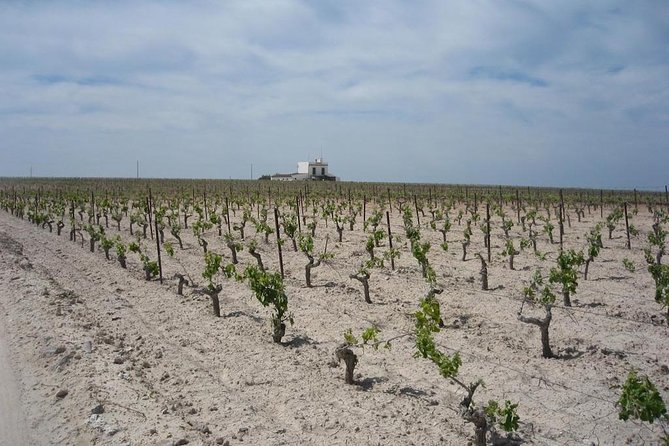 Private Jerez Winery and Jerez Brandy Experience From Seville Hotel Pick up - Inclusions: What Is Included in the Tour