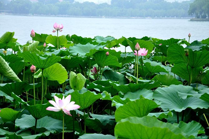 Private Jinan City Tour Including Baotu Spring Park, Daming Lake and More - Good To Know