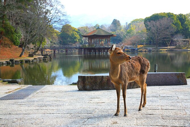 Private Journey in Nara's Historical Wonder - Common Questions