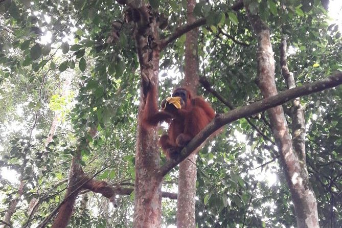 Private Jungle Trek to See Orangutan in Leuser National Park  - Medan - Trekking Itinerary and Highlights