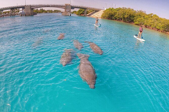 Private Jupiter Island Guided Paddle Boarding Tour - An Honest Look at the Private Jupiter Island Guided Paddle Boarding Tour