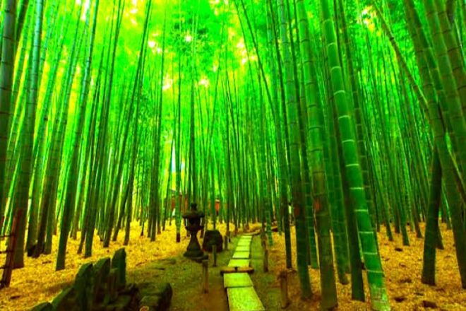 Private Kamakura and Enoshima Tour With Guide - Highlights of the Itinerary