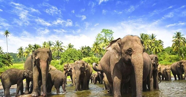 Private Kandy Day Tour From Colombo Sri Lanka - Booking Details