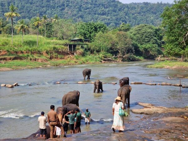 Private Kandy Pinnawala Day Tour From Kalutara - Health Considerations