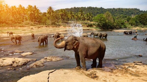 Private Kandy Pinnawala Day Tour From Kalutara - Weather and Communication