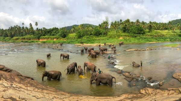 Private Kandy Pinnawala Day Tour From Kalutara - Frequently Asked Questions